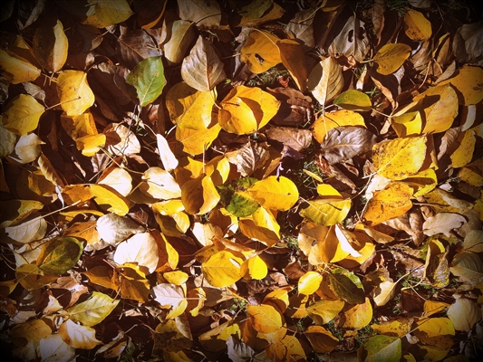 Az őszi levelek biztonságos égetése