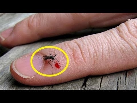 Cómo mantener a los mosquitos fuera de nuestra piscina para niños