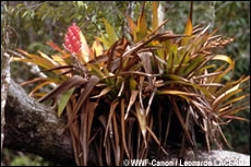 Giftige planten van de Amazone