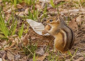 Hogyan lehet a mókusokat távol tartani a cserepes növényektől