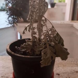 Come divido le piante di yucca?
