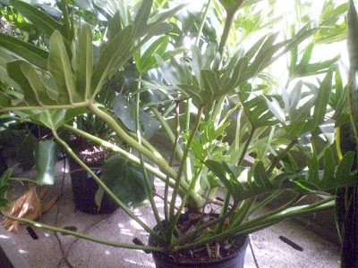 Como faço para dividir plantas de mandioca?