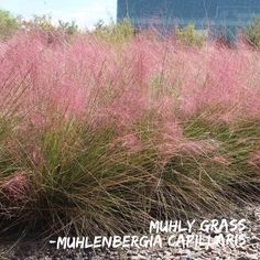 Millal trimmi Muhly Grass