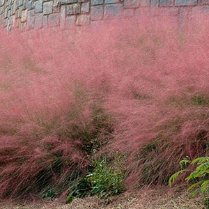 Quand couper l'herbe muhly