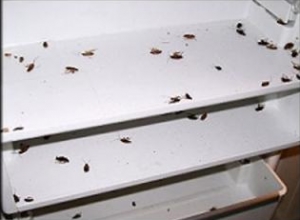 Comment se débarrasser des insectes dans le réfrigérateur
