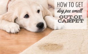Kako izvući miris pseće urine iz tkanine