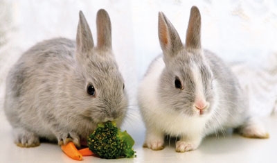 I conigli mangiano le petunie?
