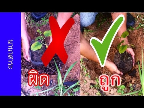 Comment faire pousser un arbre de rangée à partir de la fosse
