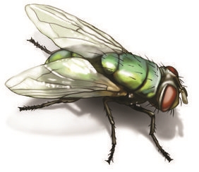 Hoe zich te ontdoen van groene flesvliegen in huis