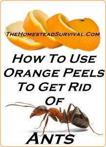 Jak používat pomerančové kůry k zabití mravenců