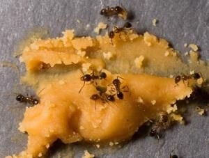 Sinaasappelschillen gebruiken om mieren te doden