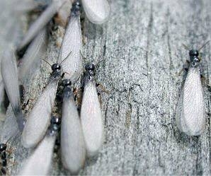 Cómo matar termitas con productos domésticos comunes