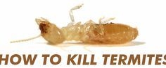 Kako ubiti termite s skupnimi izdelki za gospodinjstvo