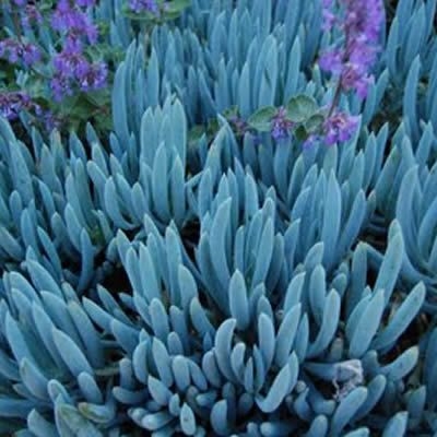 Senecio Blue Chalk augu kopšana un uzturēšana