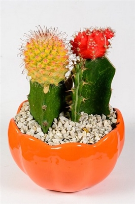 Cara Membuat Pupuk Terbaik untuk Cactus