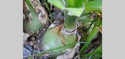 Cómo cultivar la cebolla preñada (Ornithogalum longibracteatum)
