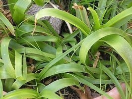Hogyan termeszthető a terhes hagyma (Ornithogalum longibracteatum)