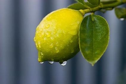 Как да отглеждаме манго на бонсай