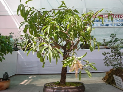 Come coltivare mango bonsai
