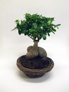 Kaip auginti bonsai mangus