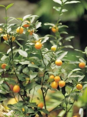 Hvordan dyrke Bonsai-mango