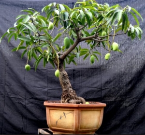 Cum să crească Mango Bonsai