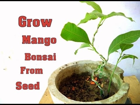 Ako pestovať Bonsai Mango