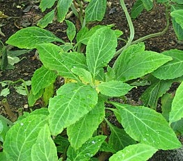 Come identificare le piante di Salvia Divinorum