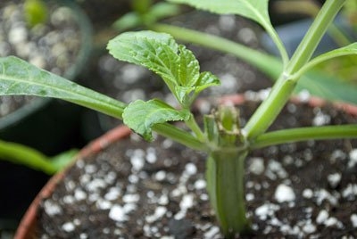 Hvordan identifisere Salvia Divinorum-planter