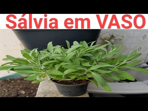 Cum se identifică plantele Salvia Divinorum