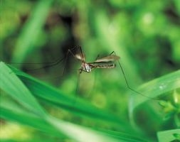 Hoe zich te ontdoen van muggen rond een zwembad