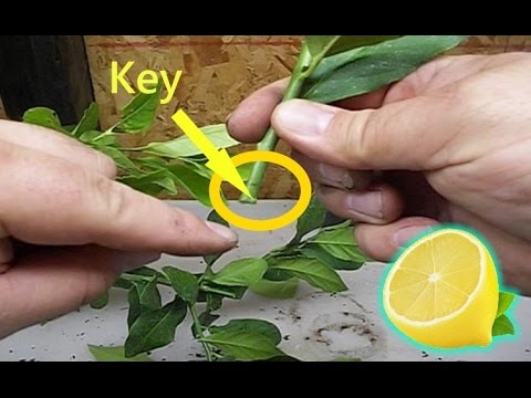 كيف ينمو شجرة الليمون من القطع