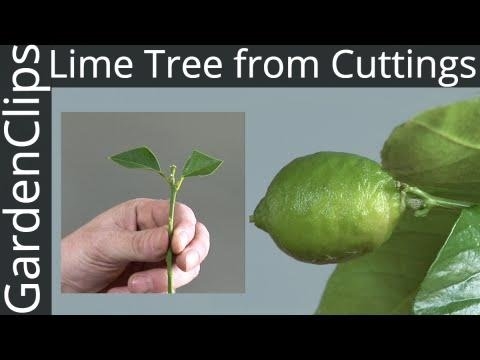 Comment faire pousser un citronnier d'une bouture