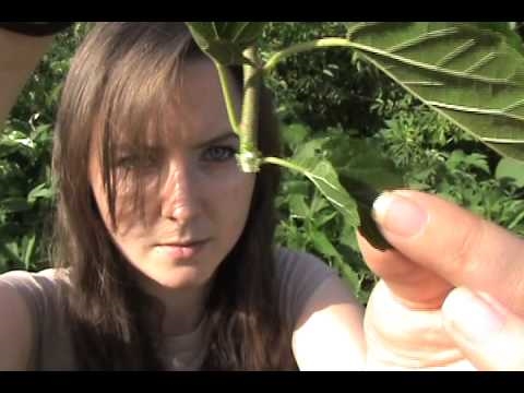 Kaip auginti citrinmedį iš pjovimo