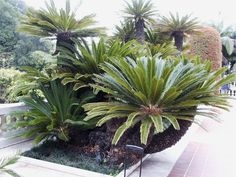 Como fazer um fertilizante incrível para palmeiras que aumentará a taxa de crescimento da palma