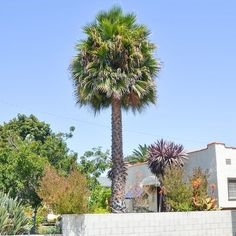 Avucunuzun büyüme oranını artıracak müthiş palmiye ağacı gübresi nasıl yapılır