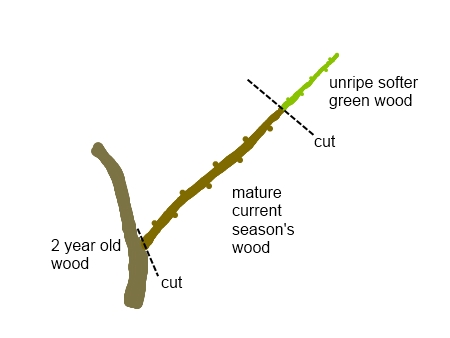 كيف ينمو شجرة الخوخ من قصاصات