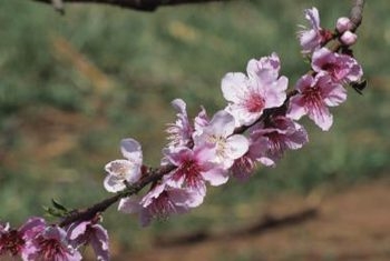 Jak wyhodować brzoskwiniowe drzewo z sadzonek