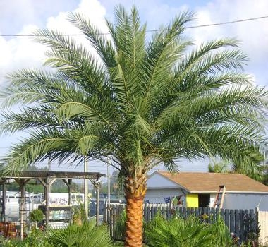 Le soin des palmiers Sylvestre