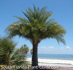 The Care of Sylvester Palm Trees