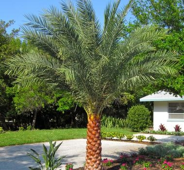 De verzorging van Sylvester-palmbomen