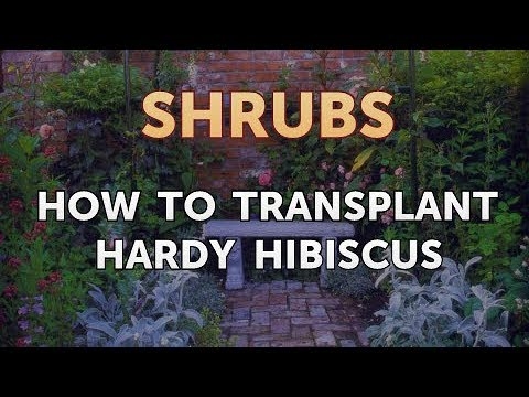 Cara Transplantasi Hibiscus