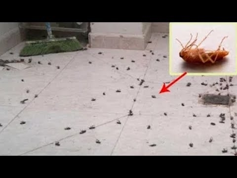 Als ik kakkerlakken heb, betekent dat dan dat mijn huis vies is?