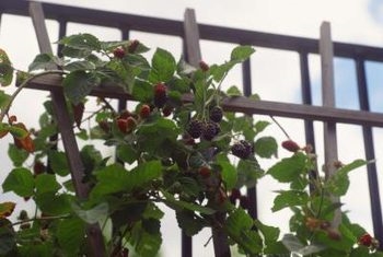 เมื่อแบล็ก Blackberries อย่างไร