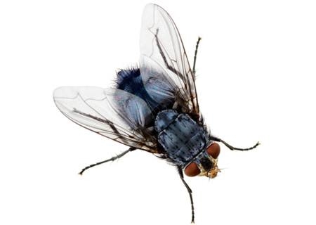 Quels sont les avantages des mouches domestiques?