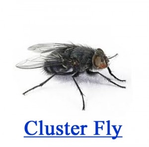Које су предности кућних муха?
