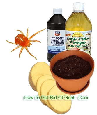 Home Remedy of Cuka for Gnats