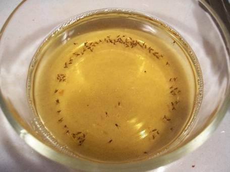 Home remedie van azijn voor muggen