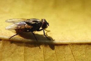 Stubenfliegen töten (ohne Chemie)