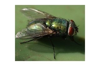 Cómo matar moscas domésticas (sin usar productos químicos)